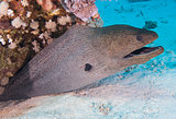Giant moray eel on a coral reef