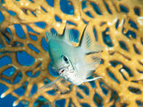 Pale damselfish on a coral reef