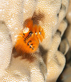 Christmas tree worm on a coral reef