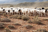 A flock of Dormer sheep walking on gravel road  in South Africa