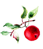 Stylized watercolor apple illustration 