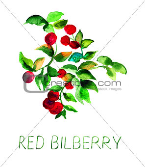 Red bilberry