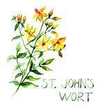 Common St John's Wort wild plant Hypericum perforatum