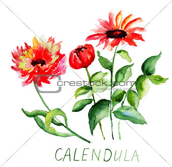 Calendula flowers