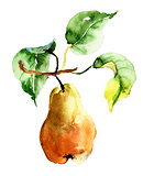 Watercolor illustration of pear 