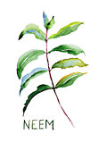 Neem leaves