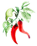 Red hot chili pepper 