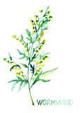 Common Wormwood (Artemisia absinthium)