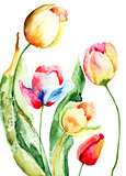 Beautiful tulips flowers 