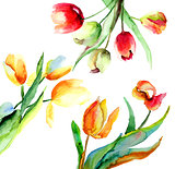 Colorful Tulips flowers