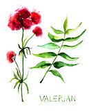 Valerian herb