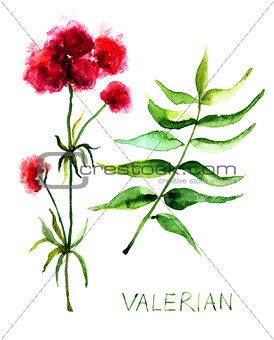Valerian herb