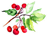 Watercolor illustration of cherry
