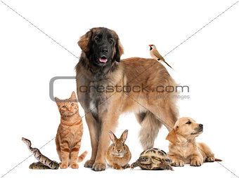 Group of pets,Group of pets - Dog, cat, bird, reptile, rabbit, isolated on white
