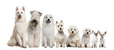 Group of white dogs sitting, from taller to smaller against white background