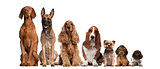 Group of brown dogs sitting, from taller to smaller against white background