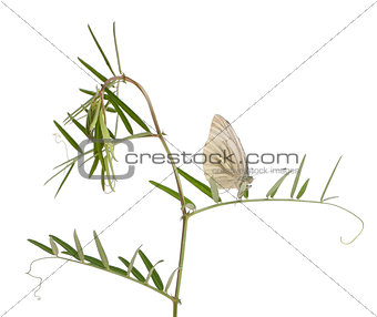 Green-veined White, Pieris napi, on plant in front of white background
