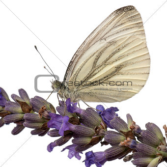 Green-veined White, Pieris napi, on flower in front of white background