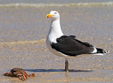 A big Great Black-backed Gull guarding a crab.