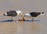 Two Great Black-backed Gulls eating a crab.