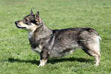 Swedish Vallhund