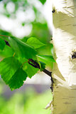 barrel of birch with green young foliage on a background of city park landscape