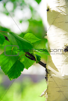 barrel of birch with green young foliage on a background of city park landscape