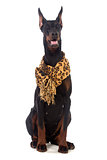 Doberman dog with scarf