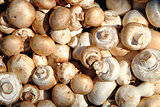 champignons mushrooms
