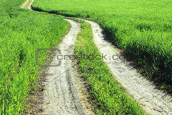 Summer landscape with green grass and road.