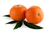 Ripe tangerines or mandarin