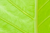 Texture of a green leaf