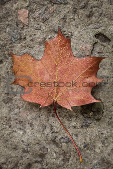 close-up shot of autumn maple leaf