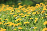 Yellow dandelion flowers in green grass