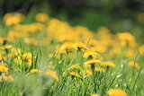 Yellow dandelion flowers in green grass