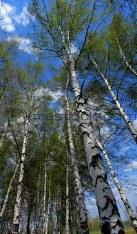 The white birch-trees on the background of blue sky