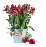 spring red tulip flowers in pot
