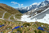 Summer Stelvio Pass (Italy) and blue flowers in front.