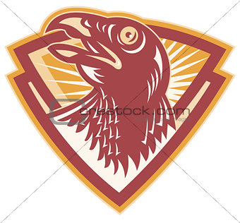 Hawk Falcon Bird Head Shield