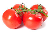 Bunch of ripe tomato with water drops