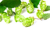 Blossoming hop with leaves