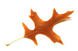 Autumn leaf of oak