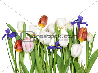 flowers tulips, iris