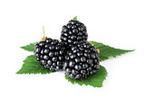 Ripe blackberry fruits