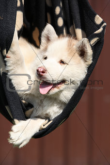Siberian husky puppy 
