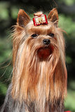 Yorkshire terrier in front of green background