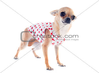 puppy chihuahua dressed