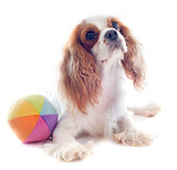 cavalier king charles and ball