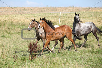 Three appaloosa horses running