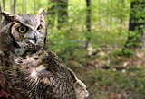 Great horned owl in natural habitat